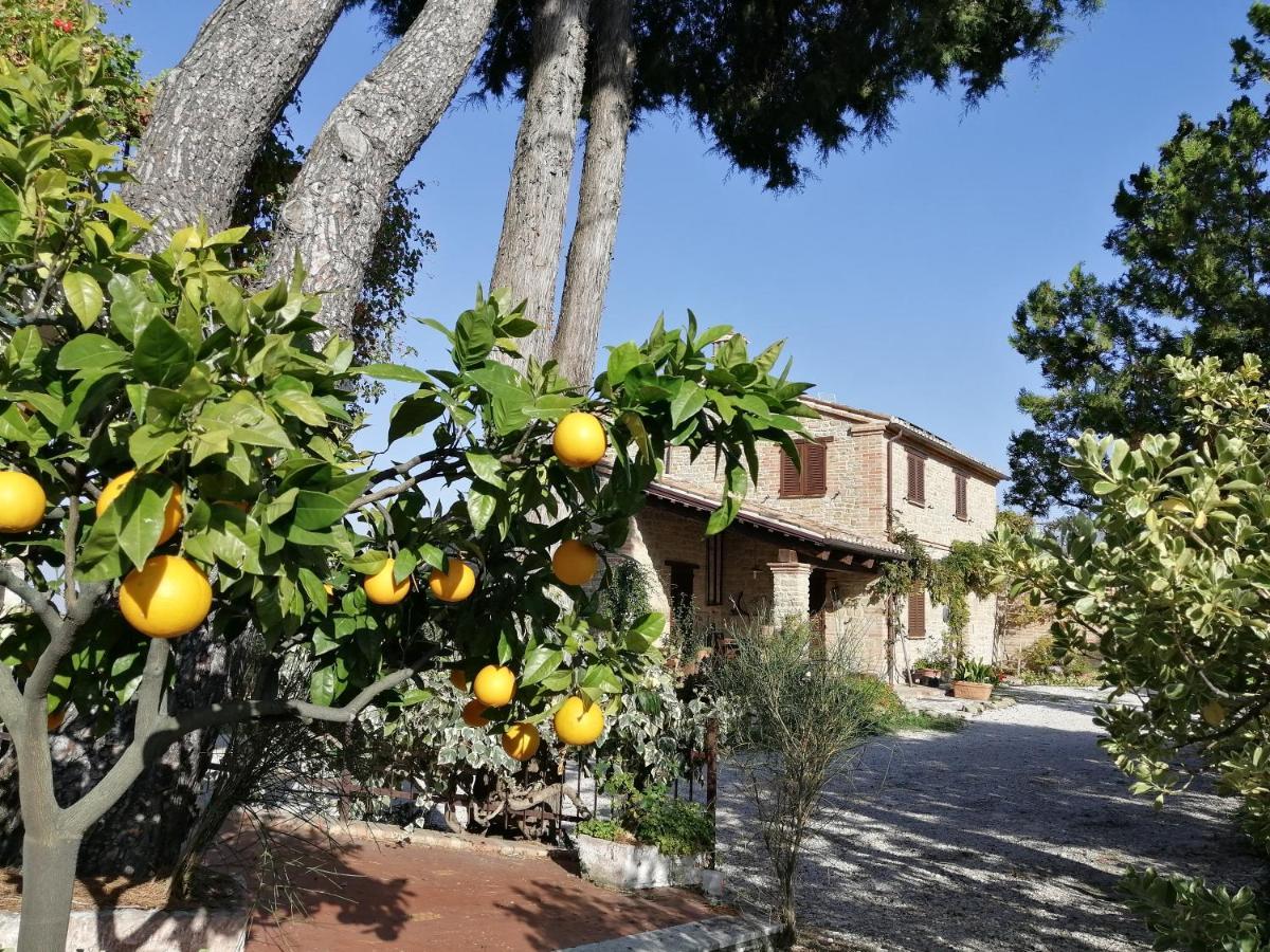 Casale San Martino Agriturismo Bio Sant'Angelo in Pontano Extérieur photo